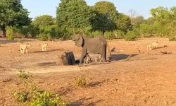 Afrika'da yaşam mücadelesi! Yavrularını aslanlardan korumak için mücadele eden anne fil