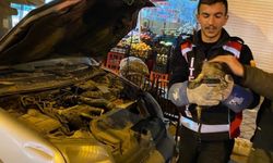 Iğdır’da otomobilin motoruna sıkışan yavru kedi kurtarıldı