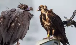 İstanbul'da akbaba şaşkınlığı! Yorgun düşünce...