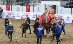 120 pehlivan deve Denizli arenasında buluştu