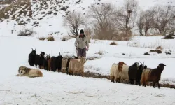 Hakkari'de yerli çoban bulamayan besici İran'dan çoban getirdi