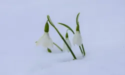 Çam Dağı, beyaz örtüyle kaplandı! Dağın eteklerini kardelenler süsledi