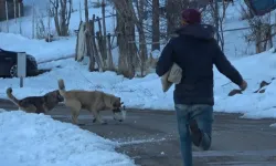 Köpeklerin ağzından kediyi kurtardı! Helal sana