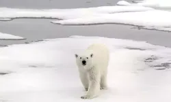 Kutup ayısı, kuş gribinden öldü! Penguenler risk altında