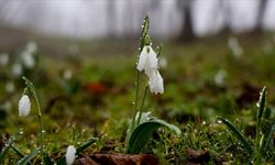 Sakarya'da erkenci kardelenler doğayı süsledi