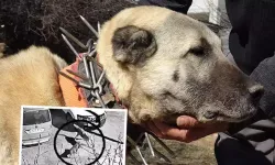 Sivasta kangal köpeklerine kurt önlemi: Çivili tasma