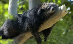 Ağaçları mesken edinen ve geceleri seven Binturong! İlginç bulacağınız özellikler...