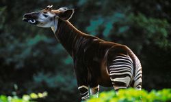 Zebra ve zürafa karışımı Okapi dikkatlerin odağında! Her açıdan baktığınızda farklı göreceksiniz…