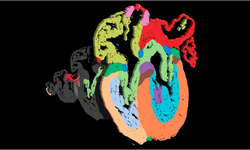 Daha önce hiç görülmemiş hücreler, gelişen insan kalbinin ayrıntılı haritasında ortaya çıktı