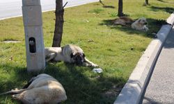 Diyarbakır’da sahipsiz köpek bir günde 8 kişiyi ısırdı