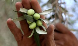 Son 20 yılda İsrail, Filistinlilere ait 800 bin zeytin ağacını yok etti!