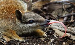 Avustralya’nın gözbebeği Numbat ile ilgili merak edilenler…