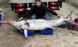 Gören şaştı kaldı! 3 m boyunda, 150 kg ağırlığında...