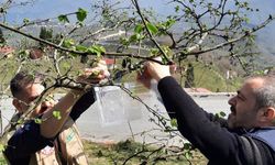 Ordu'da kahverengi kokarca zararlısına karşı fındık bahçelerine feromon tuzakları asıldı