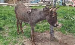 Ölüme terk edilen eşek tedavi ediliyor