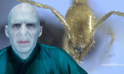 Karanlık korkutucu bir avcıya ev sahipliği yapıyor! Yeni karınca türüne Harry Potter'ın kötü adamı Voldemort benzetmesi