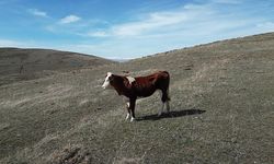 Sahibinden 15 gün kaçan inek, drone ile bulundu