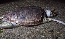 Caretta Caretta ölüsü Bursa'da kıyıya vurdu!