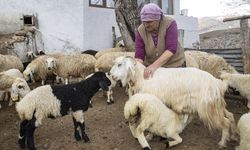 Tunceli'de oğlak ve kuzuları özenle besliyorlar