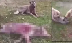 Erzincan'da bir kişi köpeklerine boğdurduğu kurdu yaktı