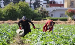 Hatay'da salatalık hasadı başladı: Tarla fiyatı 30 TL'den alıcı buluyor