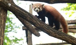 Türleri tehlike altında bulunan 2 kızıl panda yeni yuvalarına kavuştu