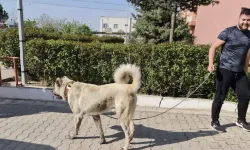 Kırklareli'nde köpek dövüştürdükleri iddiasıyla 34 şüpheli yakalandı
