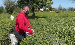 Doğu Karadeniz'de yaş çay sezonu için hazırlıklar sürüyor