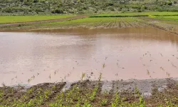 Osmaniye'de sağanak ve dolu, tarım arazilerine zarar verdi