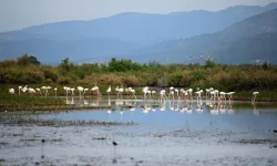 Aydın'da flamingolardan görsel şölen