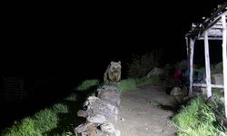 Nemrut’un ayıları kış uykusundan uyandı