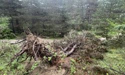 Bolu'da kış aylarında fırtınada devrilen ve kırılan çam ağaçları kaldırılıyor