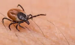 Giresun ve Bingöl'de kene vakası: 2 kişi öldü