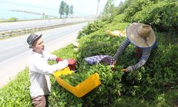 Benzinli çay hasat makinelerine yasak