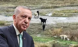 Cumhurbaşkanı Erdoğan: Başıboş köpek sorununu kökten çözeceğiz!