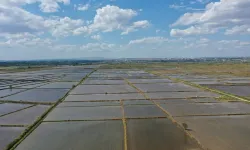 Edirne, Türkiye'de çeltik ekiminde ilk sırada