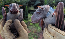 Çekiç başlı yarasa: Gargoyle'ye benzeyen ve korna çalan gösteriler düzenleyen Afrika megabat'ı