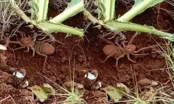 Elazığ'da görüldü: Zehriyle bir insanı öldürebiliyor!