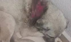 İsyan ettiren olay! Köpeğe kaynar su döküldü