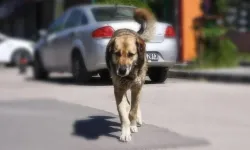 Kocaeli Valiliği sokak hayvanları için belediyelere yazı gönderdi