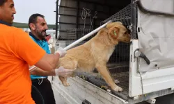 Uzmanından uyarı: Kuduza dikkat!