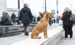 Sokak hayvanları sorununun çözümünde kısırlaştırma yeterli mi?