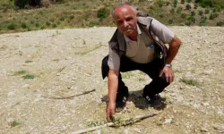 Vicdansızlık! 1100 zeytin fidanını traktörle ezdiler