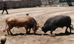 Ayder'de kıyasıya boğa güreşleri