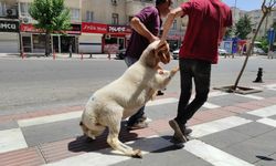 Şanlıurfa'da kaçan kurbanlık koç zor anlar yaşattı