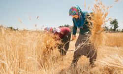 Mersin'de ata tohumlarının hasadına başlandı