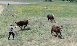 Erzurum'da boğalar firar etti