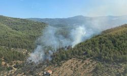 Muğla'nın Milas ilçesinde orman yangını çıktı