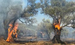 Ödemiş'te çıkan yangında zeytin ağaçları zarar gördü