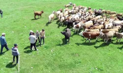 Erzurum'da anguslar firarda